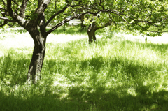 輝く公園