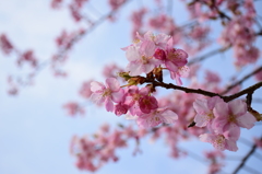 河津桜