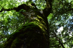 苔むした木