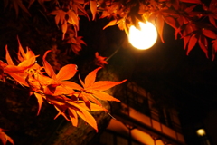 灯ともみじ