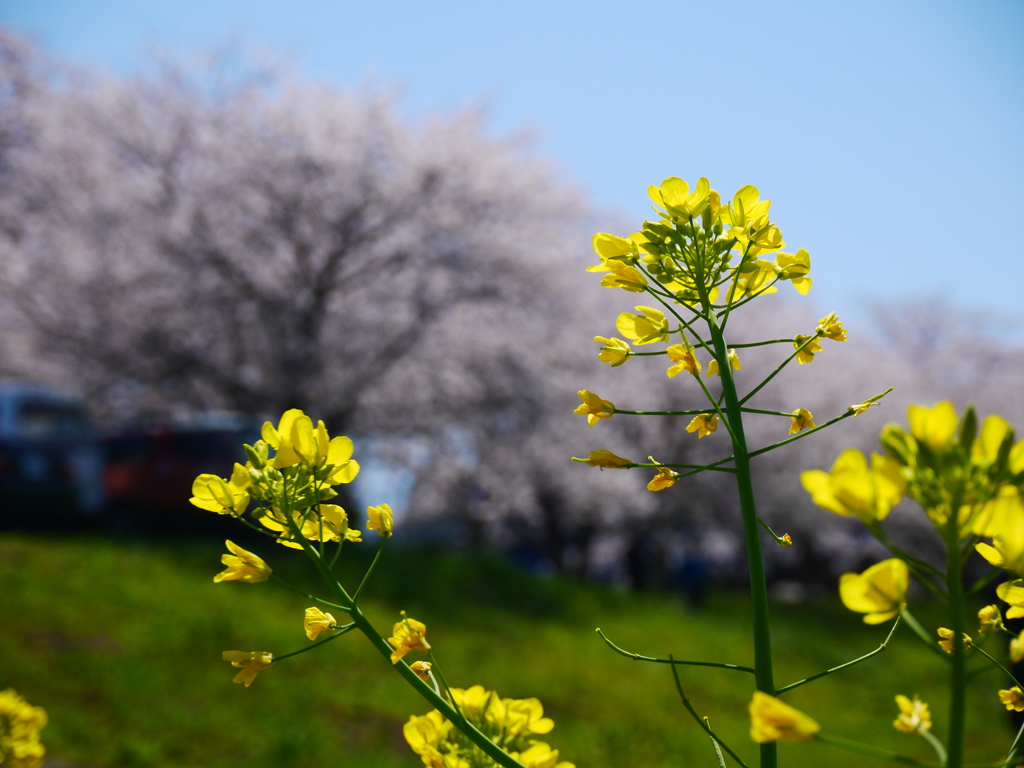 菜の花