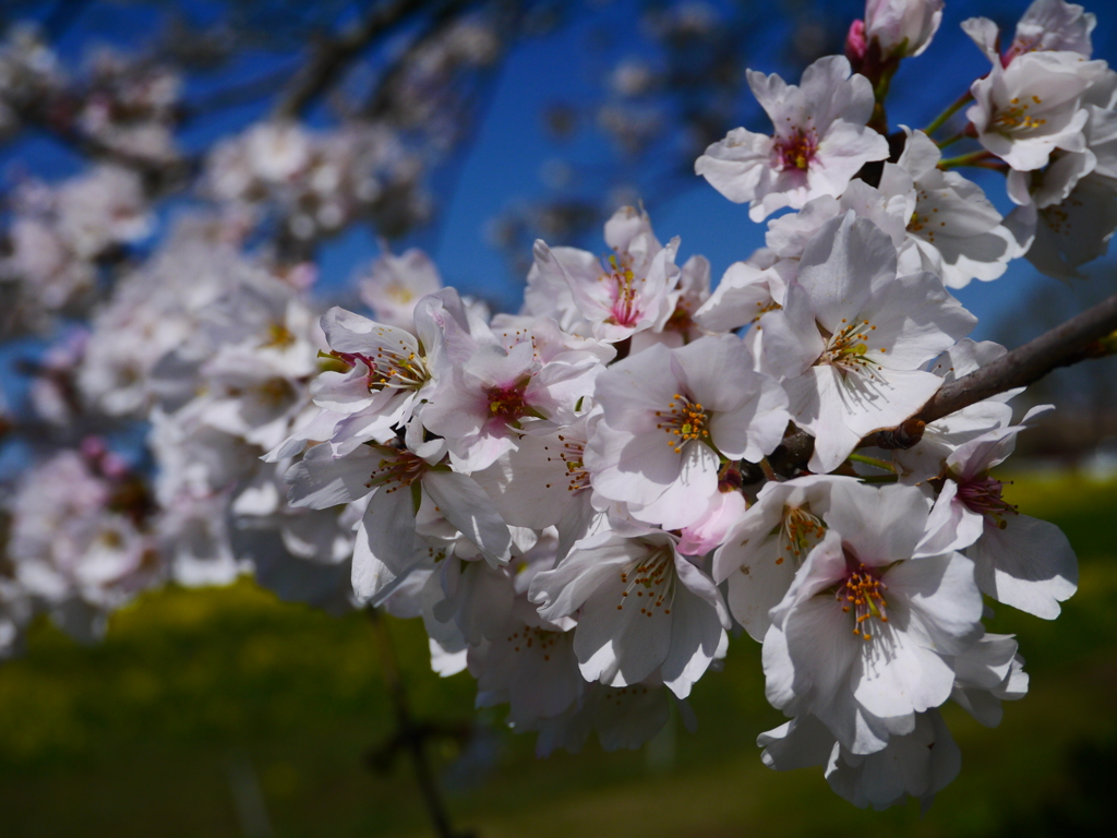 Spring color