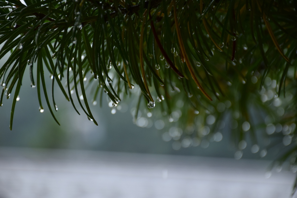雨模様