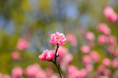 春色