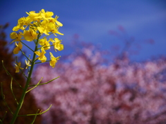 菜の花