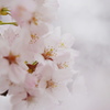 桜、ふわり