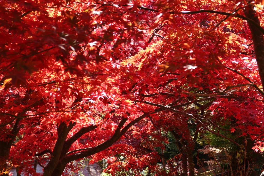 大山寺の紅葉
