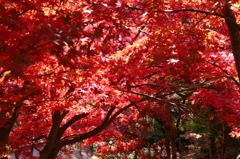 大山寺の紅葉