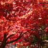 大山寺の紅葉