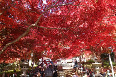 燃えるような赤い紅葉