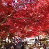 燃えるような赤い紅葉