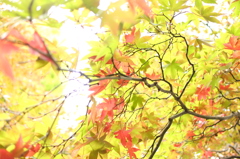 光の中の紅葉