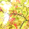 光の中の紅葉