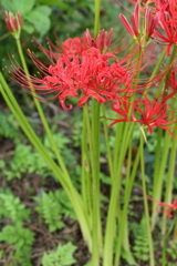彼岸花