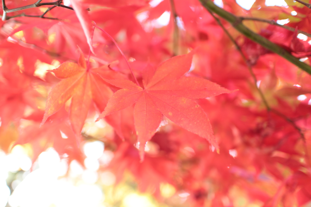 今が見ごろの紅葉
