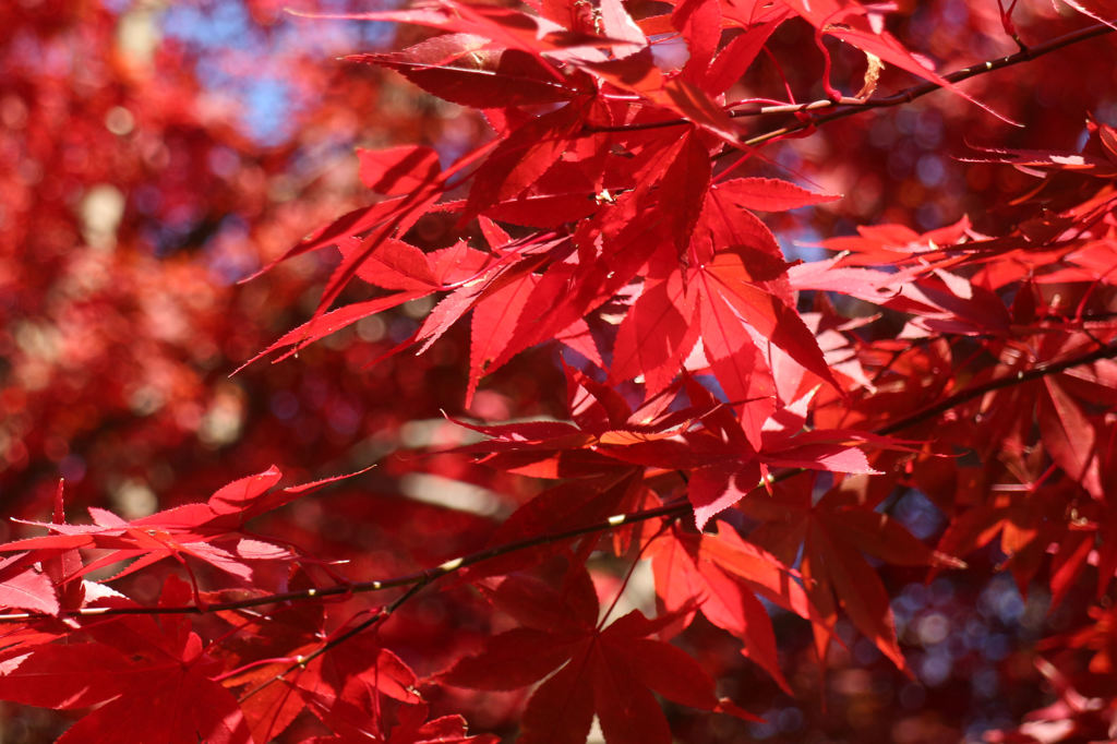 日を浴びる紅葉