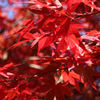 日を浴びる紅葉