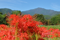 彼岸花