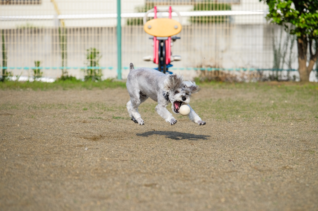 ボール遊び