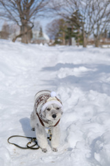 雪のお散歩