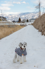 残雪