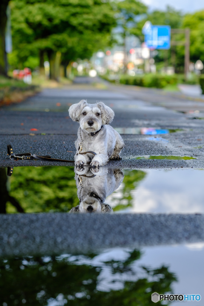 雨上がりのお散歩