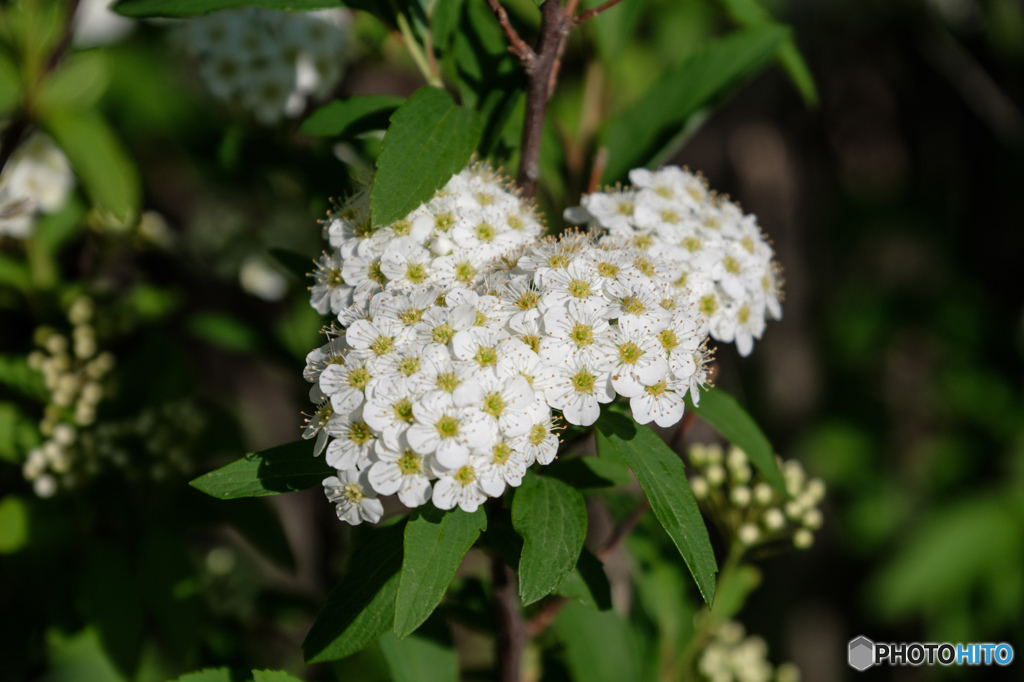 コデマリ White bouquet