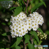 コデマリ White bouquet