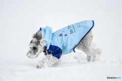 Snow-Dog①