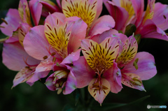 アルストロメリア