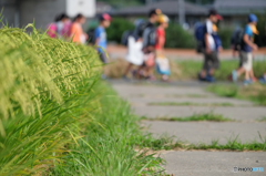 稲穂が見送る集団登校