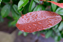 雨