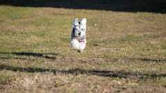 Flying Theo
