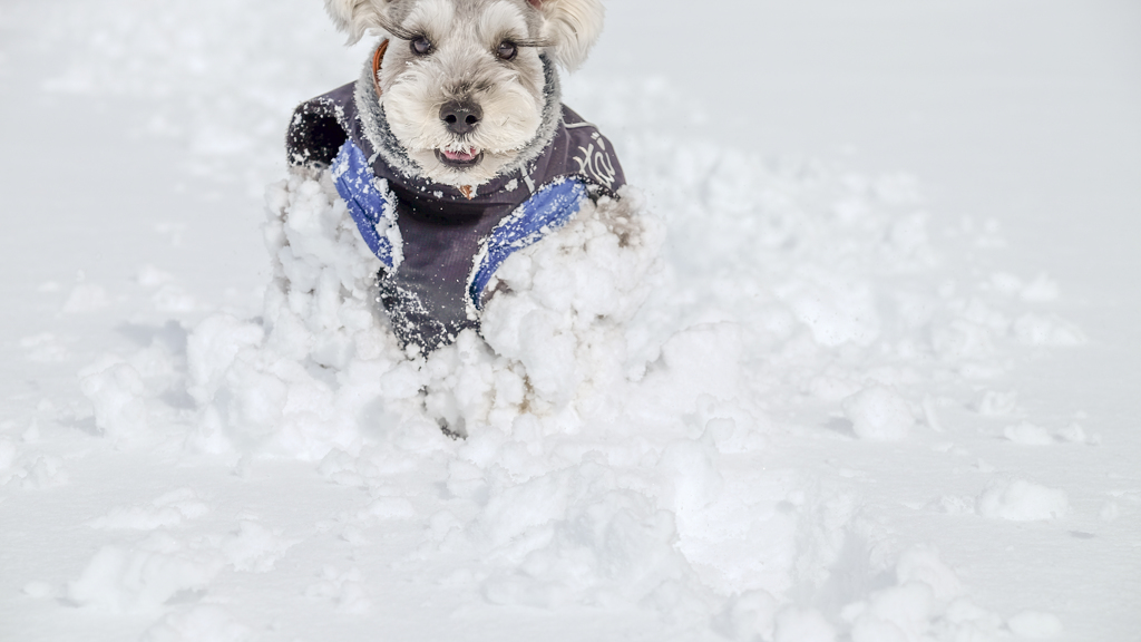 雪上激走激写⑤