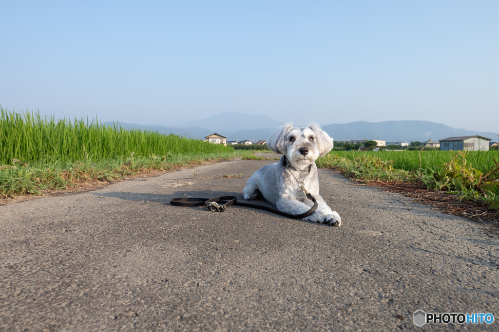 朝のお散歩