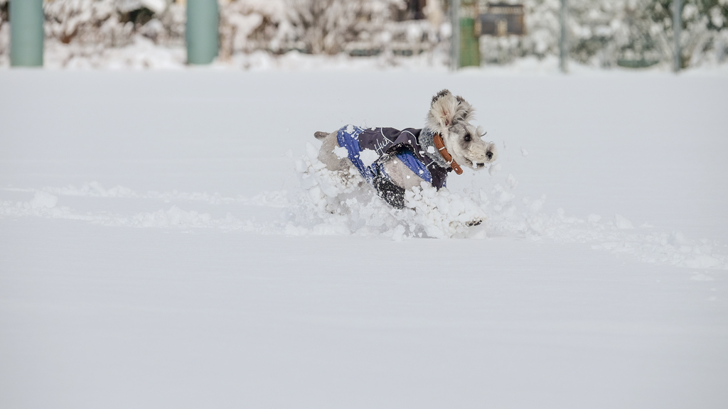 雪上激走激写③