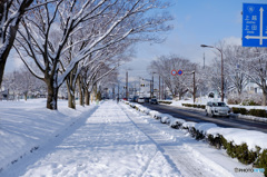 雪の散歩道