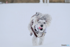 最後の雪遊び1