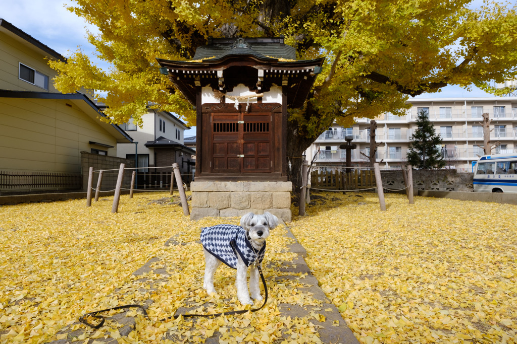 大銀杏前