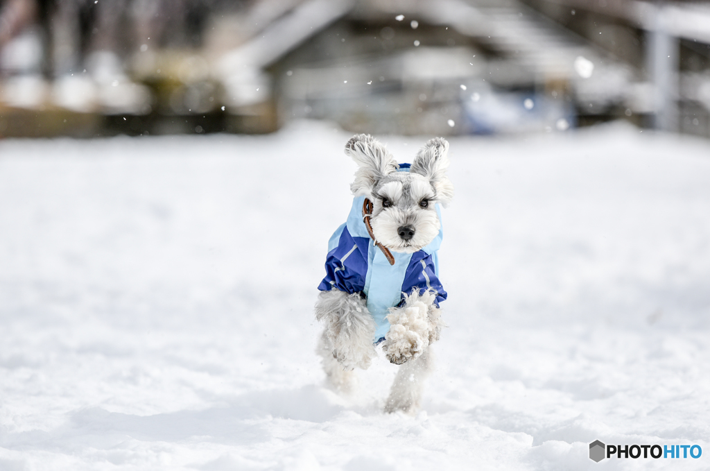 Snow-Dog③