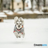 The last flight in the snow.