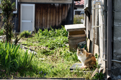 ひなたぼっこ