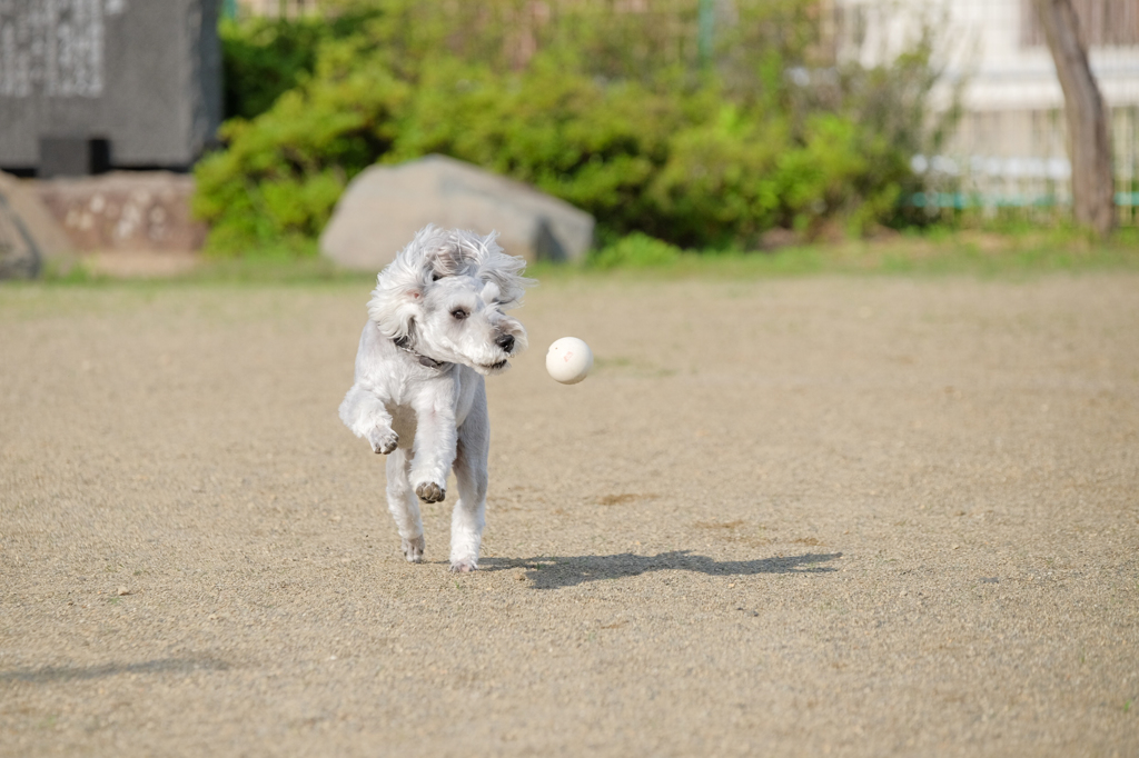 ボール遊び