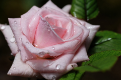 A Rose With Raindrops