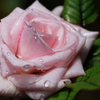 A Rose With Raindrops