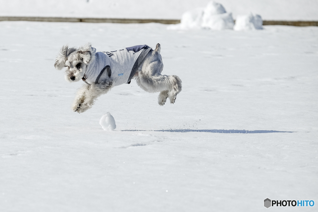 Dance in the snow②