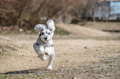 Dash