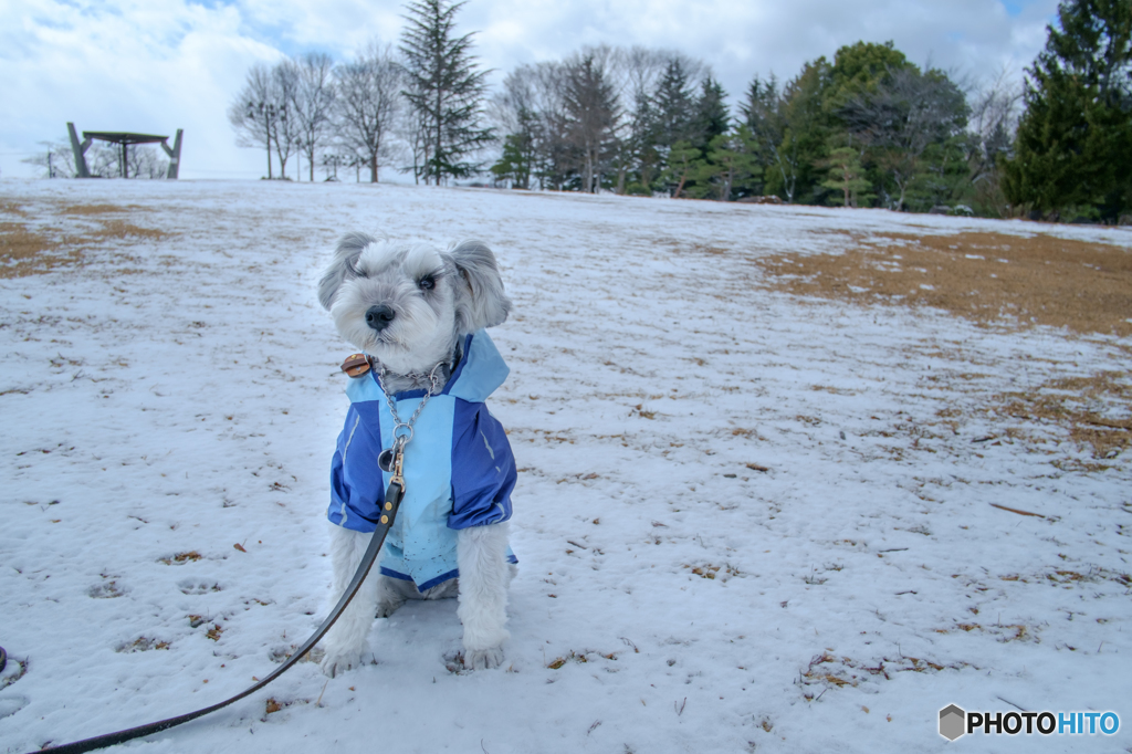 最後の雪散歩