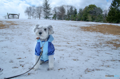 最後の雪散歩