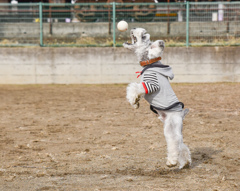 Attack!!